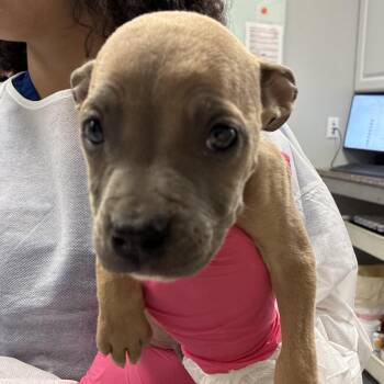 Pup 1 -  Mixed Breed Dog for Adoption in Greenville, South Carolina - Pup 1 | PetCurious