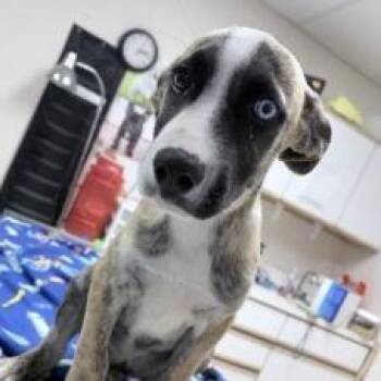 Wrangler -  Husky and American Bulldog Dog for Adoption in Tyler, Texas - Wrangler | PetCurious
