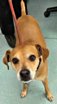 Nelson -  Beagle and Terrier Dog for Adoption in Lexington, Virginia - Nelson | PetCurious