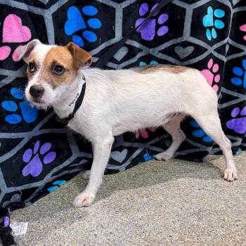 IVHS-Stray-141538 -  Jack Russell Terrier Dog for Adoption in San Gabriel, California - IVHS-Stray-141538 | PetCurious