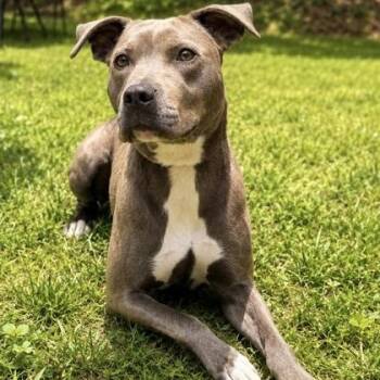 Little Foot -  Pit Bull Terrier Dog for Adoption in Dahlonega, Georgia - Little Foot | PetCurious