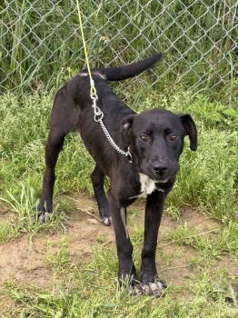 Rescue Labrador Retriever and Australian Cattle Dog Blue Heeler Dogs for Adoption in Crossville, Tennessee - MAVERICK | PetCurious
