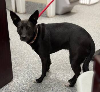 lola -  Feist and Mixed Breed Dog for Adoption in Burgaw, North Carolina - Lola | PetCurious