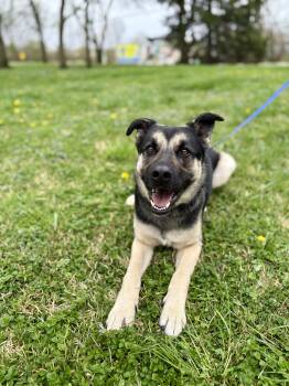 German Shepherd Dog Dogs Available for Adoption in Upper Sandusky, Ohio - Buckeye | PetCurious