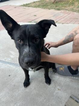 Labrador Retriever and Mixed Breed Dogs Available for Adoption in Glendale, Arizona - Thatcher | PetCurious