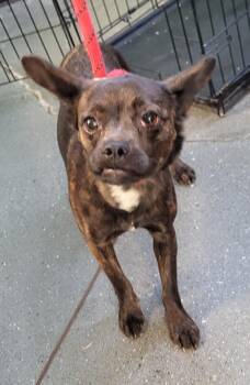 Terrier Dogs Available for Adoption in Lawrenceville, Georgia - Pen 237 Maddie | PetCurious