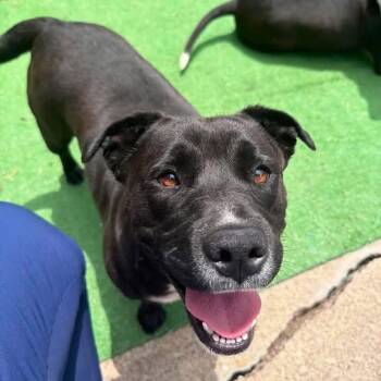 Nova -  Mixed Breed Dog for Adoption in Washington, Pennsylvania - Nova | PetCurious