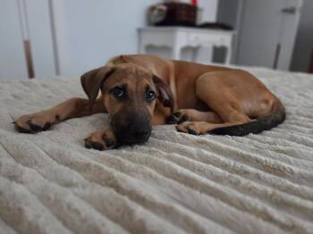 LILLIE -  Black Mouth Cur Dog for Adoption in Allentown, Pennsylvania - LILLIE | PetCurious
