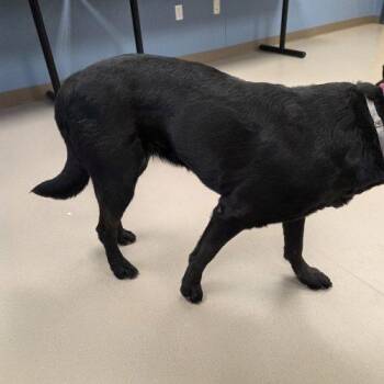 Rhea -  Black Labrador Retriever and Mixed Breed Dog for Adoption in Grand Junction, Colorado - Rhea | PetCurious