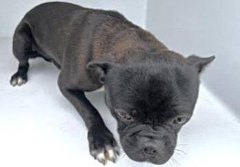 Pug and Chihuahua Dogs Available for Adoption in Houston, Texas - A654159 | PetCurious