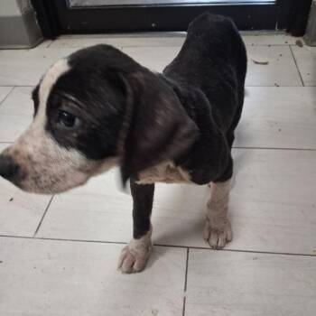 Malinche -  Mixed Breed Dog for Adoption in Lufkin, Texas - Malinche | PetCurious