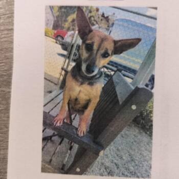 Buffy -  Mixed Breed Dog for Adoption - Buffy | PetCurious