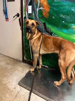 Clifford (Captain) -  Rhodesian Ridgeback and German Shepherd Dog Dog Available for Adoption in New Braunfels, Texas - Clifford (Captain) | PetCurious