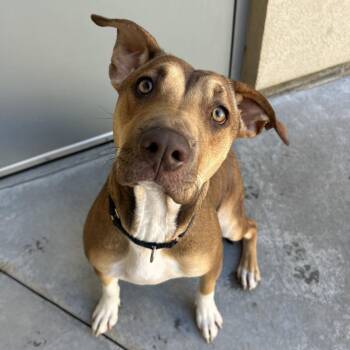 Zuri -  Pit Bull Terrier and Mixed Breed Dog for Adoption in Parkersburg, West Virginia - Zuri | PetCurious