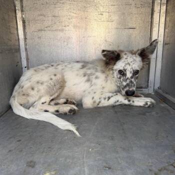 Thunder -  Australian Shepherd and Mixed Breed Dog for Adoption in Edinburg, Texas - Thunder | PetCurious