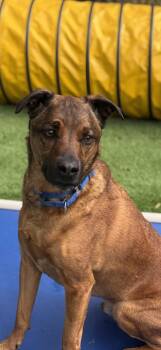 German Shepherd Dog Dogs Available for Adoption - Benny | PetCurious