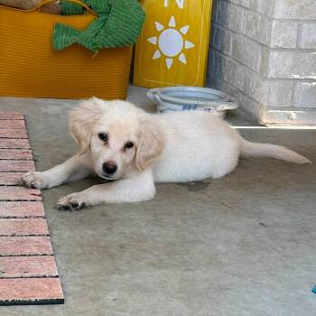 Biscuit -  Mixed Breed Dog for Adoption in Little Rock, Arkansas - Biscuit | PetCurious