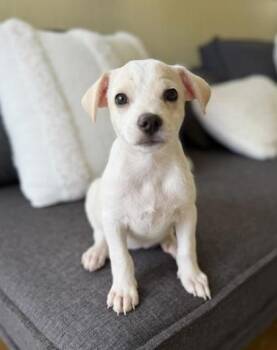 Lillipup -  Terrier and Mixed Breed Dog for Adoption in Honolulu, Hawaii - Lillipup | PetCurious