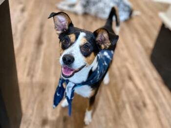 Sebastian Goodfellow -  Chihuahua and Rat Terrier Dog for Adoption in Friendswood, Texas - Sebastian Goodfellow | PetCurious