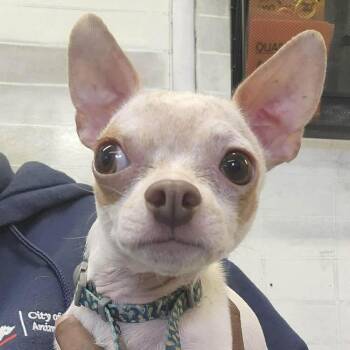 Twix -  Chihuahua Dog for Adoption in Groveland, Massachusetts - Twix | PetCurious