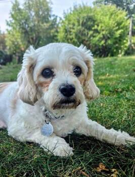 Madison -  Cavalier King Charles Spaniel and Bichon Frise Dog for Adoption in East Greenville, Pennsylvania - Madison | PetCurious