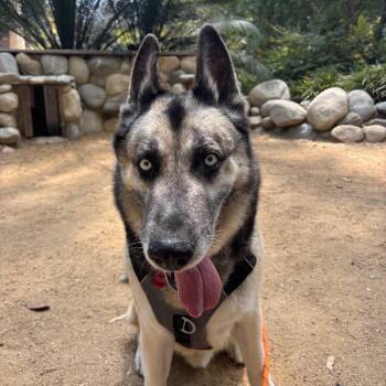 Shepherd and Husky Dogs Available for Adoption in Salt Lake City, Utah - Todd | PetCurious