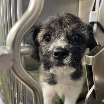 Chihuahua and Mixed Breed Dogs Available for Adoption in Spokane, Washington - Katherine | PetCurious