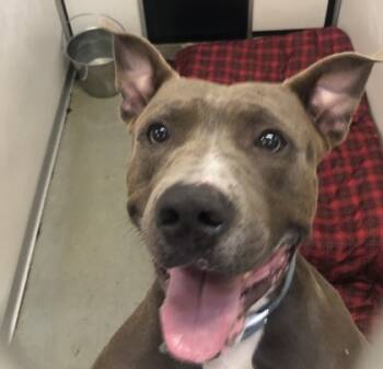 Rescue Mixed Breed Dogs for Adoption in West Chester, Pennsylvania - Barrel | PetCurious