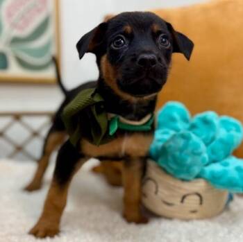 Woody Tater Toy Story -  German Shepherd Dog and Jack Russell Terrier Dog for Adoption in Friendswood, Texas - Woody Tater Toy Story | PetCurious