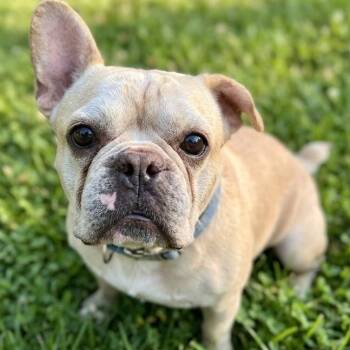 Teddy 4475 -  French Bulldog Dog for Adoption in Boca Raton, Florida - Teddy 4475 | PetCurious