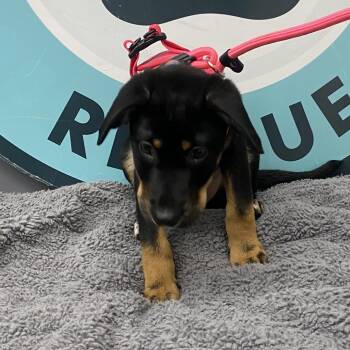 Milaca D11956 -  Labrador Retriever and Pit Bull Terrier Dog for Adoption - Milaca D11956 | PetCurious
