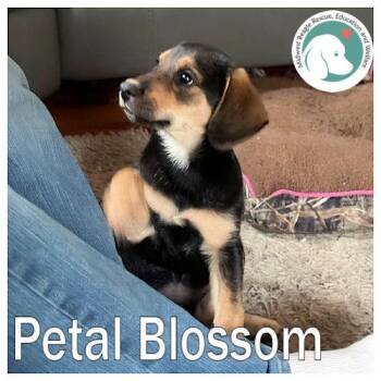 Beagle Dogs Available for Adoption in Wadsworth, Illinois - Petal Blossom | PetCurious