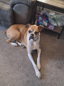 Yeti -  Boxer Dog for Adoption in Owatonna, Minnesota - Yeti | PetCurious