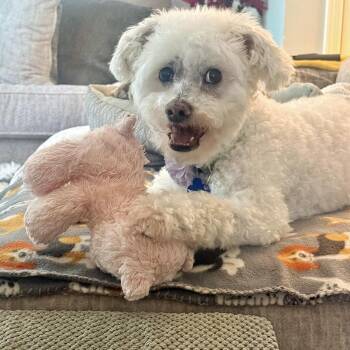 Dexter -  Poodle and Schnauzer Dog for Adoption in Alafaya, Florida - Dexter | PetCurious