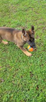 German Shepherd Dog Dogs Available for Adoption - Cocoa | PetCurious