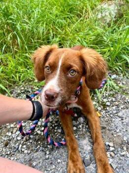 Maggie Moo -  Spaniel Dog for Adoption in Bedford Hills, New York - Maggie Moo | PetCurious