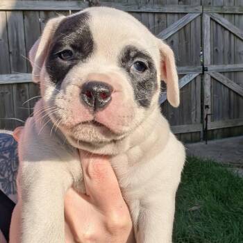 Chloe -  Mixed Breed Dog for Adoption in Dekalb, Illinois - Chloe | PetCurious