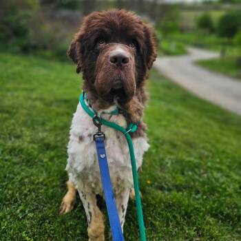 Newfoundland Dog Dogs Available for Adoption in Phoenixville, Pennsylvania - Worf | PetCurious