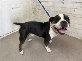 T-BONE -  American Bulldog and Mixed Breed Dog for Adoption in San Bernardino, California - T-BONE | PetCurious