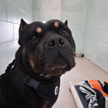 Avalir -  Mixed Breed Dog for Adoption in Newark, New Jersey - Avalir | PetCurious