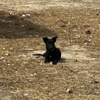 German Shepherd Dog and Xoloitzcuintli Mexican Hairless Dogs Available for Adoption in Aberdeen, North Carolina - Odin | PetCurious
