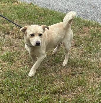 Bart -  Mixed Breed Dog for Adoption in Sumter, South Carolina - Bart | PetCurious