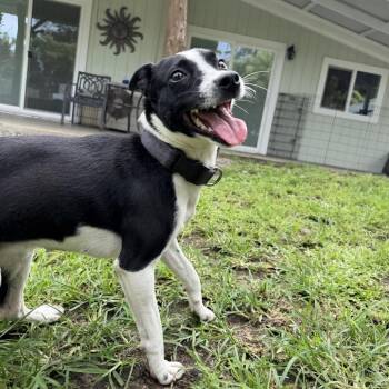 Tillie -  Terrier Dog for Adoption in Keaau, Hawaii - Tillie | PetCurious