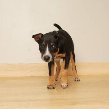 Dumpling D71093 -  Beagle and Cattle Dog Dog for Adoption in Minnetonka, Minnesota - Dumpling D71093 | PetCurious