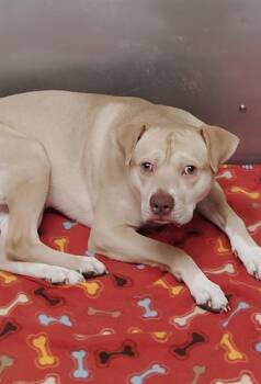 Rescue Bull Terrier Dogs for Adoption in Brunswick, Georgia - REDMAN | PetCurious