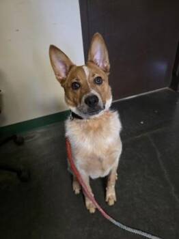 Australian Cattle Dog Blue Heeler and Labrador Retriever Dogs Available for Adoption in Springfield, Missouri - Kash | PetCurious