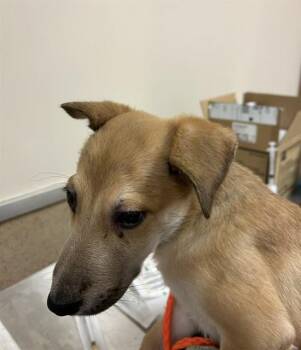 AMOS -  Belgian Shepherd Malinois and Mixed Breed Dog for Adoption in Sacramento, California - AMOS | PetCurious