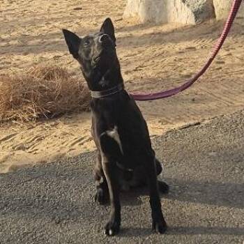 Fred -  Border Collie Dog for Adoption in Incline Village, Nevada - Fred | PetCurious