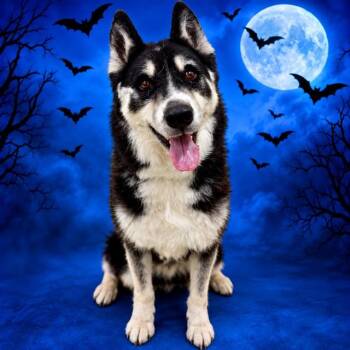 Pepsi- 54237 -  Siberian Husky Dog for Adoption in Columbia, Maryland - Pepsi- 54237 | PetCurious