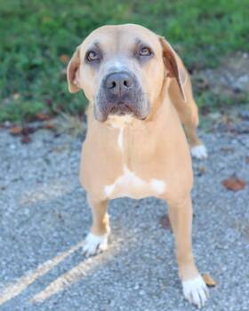 Rescue Pit Bull Terrier Dogs for Adoption in Lancaster, Ohio - Bella | PetCurious